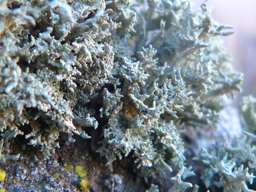 Niebla isidiaescens image