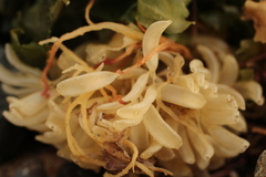 Xanthochorus cassidiformis