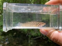 Etheostoma crossopterum