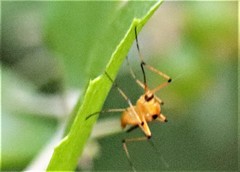 Aedes bimaculatus