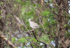 Streptopelia vinacea