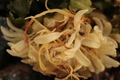 Xanthochorus cassidiformis