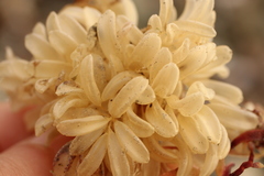 Xanthochorus cassidiformis