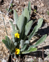 Viola tomentosa