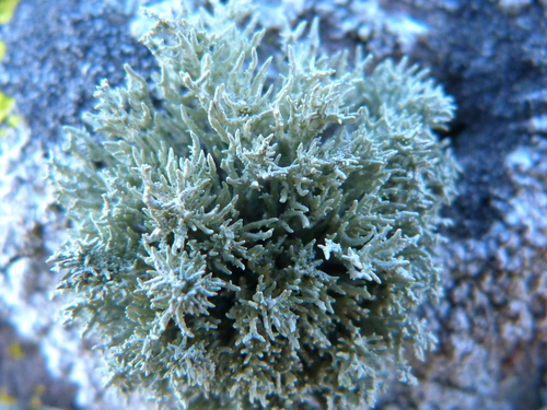 Niebla isidiaescens image