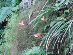 Gladiolus cardinalis