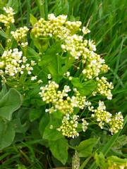 Angiospermae