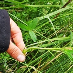 Trifolium wormskioldii