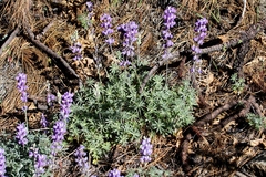 Lupinus grayi