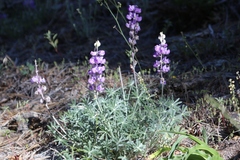 Lupinus grayi