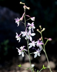 Delphinium hansenii