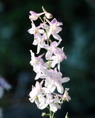 Delphinium hansenii