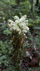 Pedicularis sibthorpii