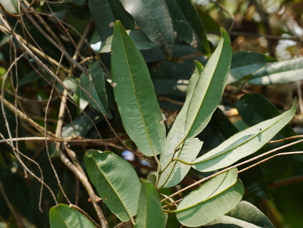 Embelia rudis