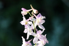 Delphinium hansenii