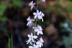 Delphinium hansenii