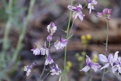 Delphinium hansenii
