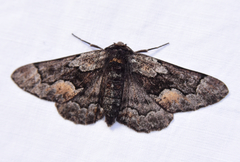 Phaeoura mexicanaria