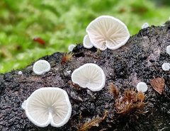 Crepidotus cesatii