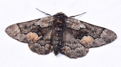 Phaeoura mexicanaria