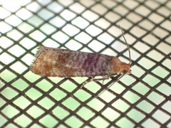 Retinia pallipennis