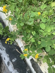 Chelidonium majus