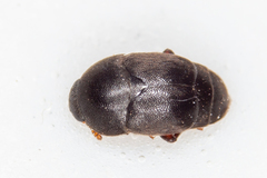 Brachypterolus