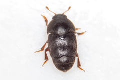 Brachypterolus