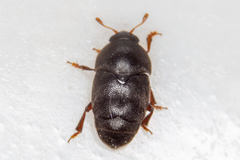 Brachypterolus