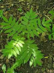 Sorbus aucuparia
