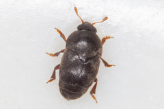 Brachypterolus