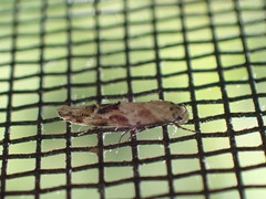 Mompha stellella