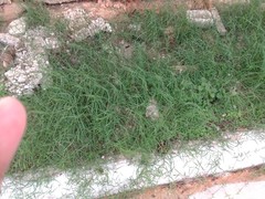 Cynodon dactylon dactylon