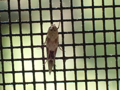 Mompha stellella
