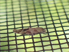 Mompha stellella