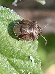 Cosmopepla intergressa