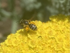 Halictus