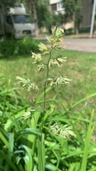 Dactylis glomerata