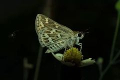 Taractrocera maevius