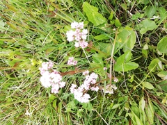 Valeriana simplicifolia