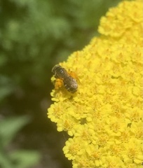 Halictus