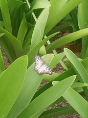 Anartia jatrophae