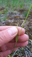 Poa interior
