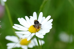 Merodon equestris