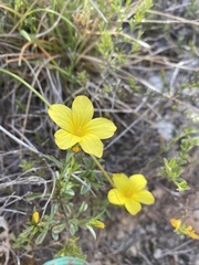Linum campanulatum