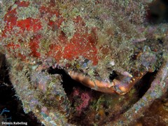 Maja brachydactyla