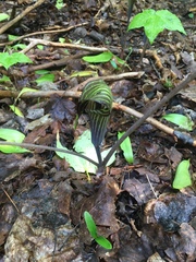 Arisaema triphyllum
