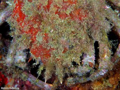 Maja brachydactyla