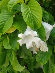 Beaumontia grandiflora