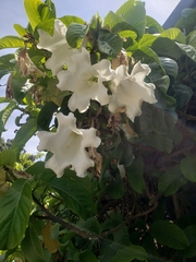 Beaumontia grandiflora